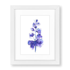 Delphinium