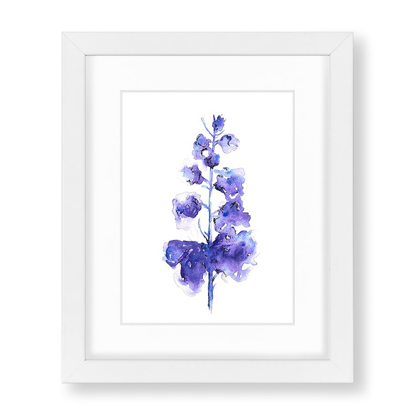 Delphinium