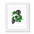 Monstera