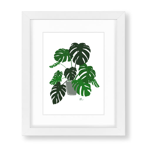 Monstera