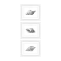 Conchology - x3 Set