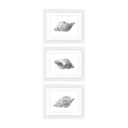 Conchology - x3 Set