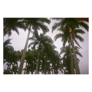 Fujifilm 400 36exp
