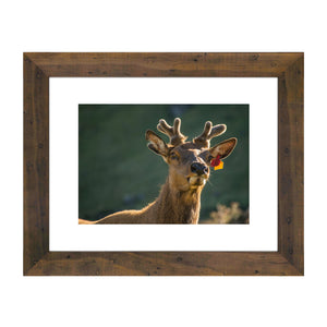 Alice - Frame, Mat Board & Print