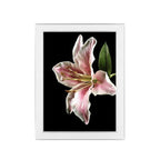 Eternal White Frame & Print