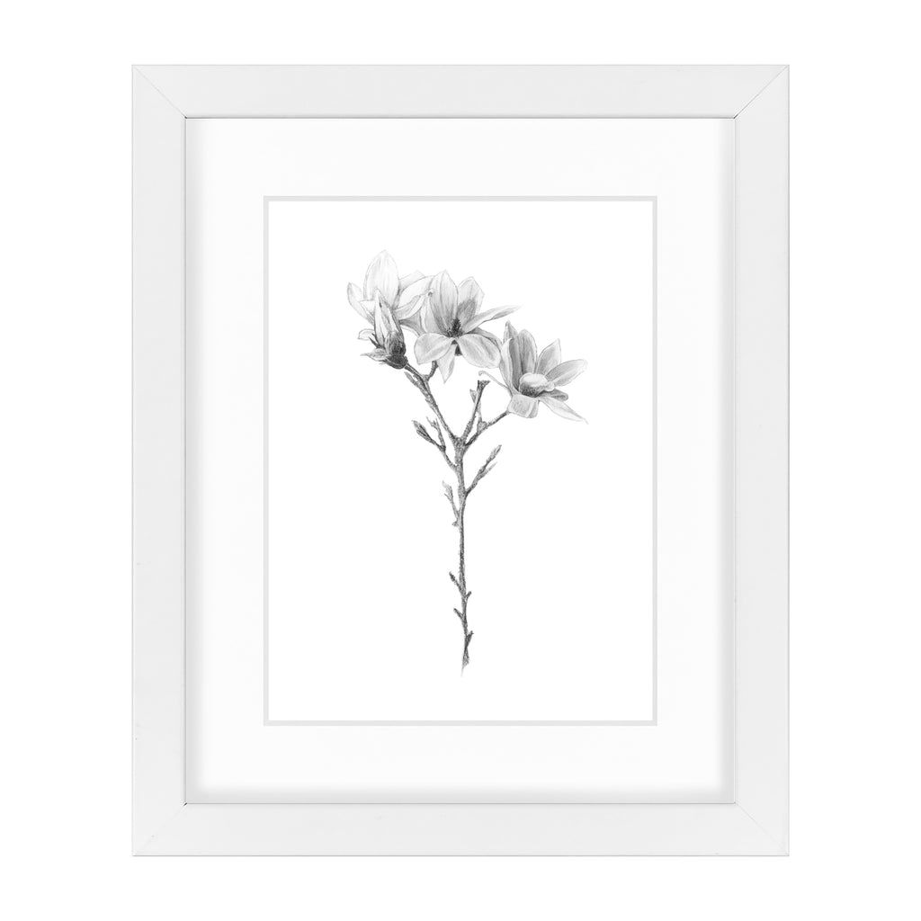 Magnolia