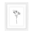 Magnolia