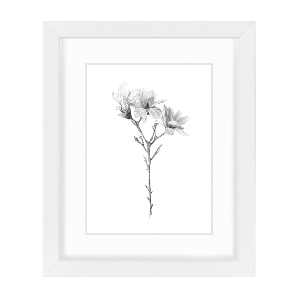 Magnolia