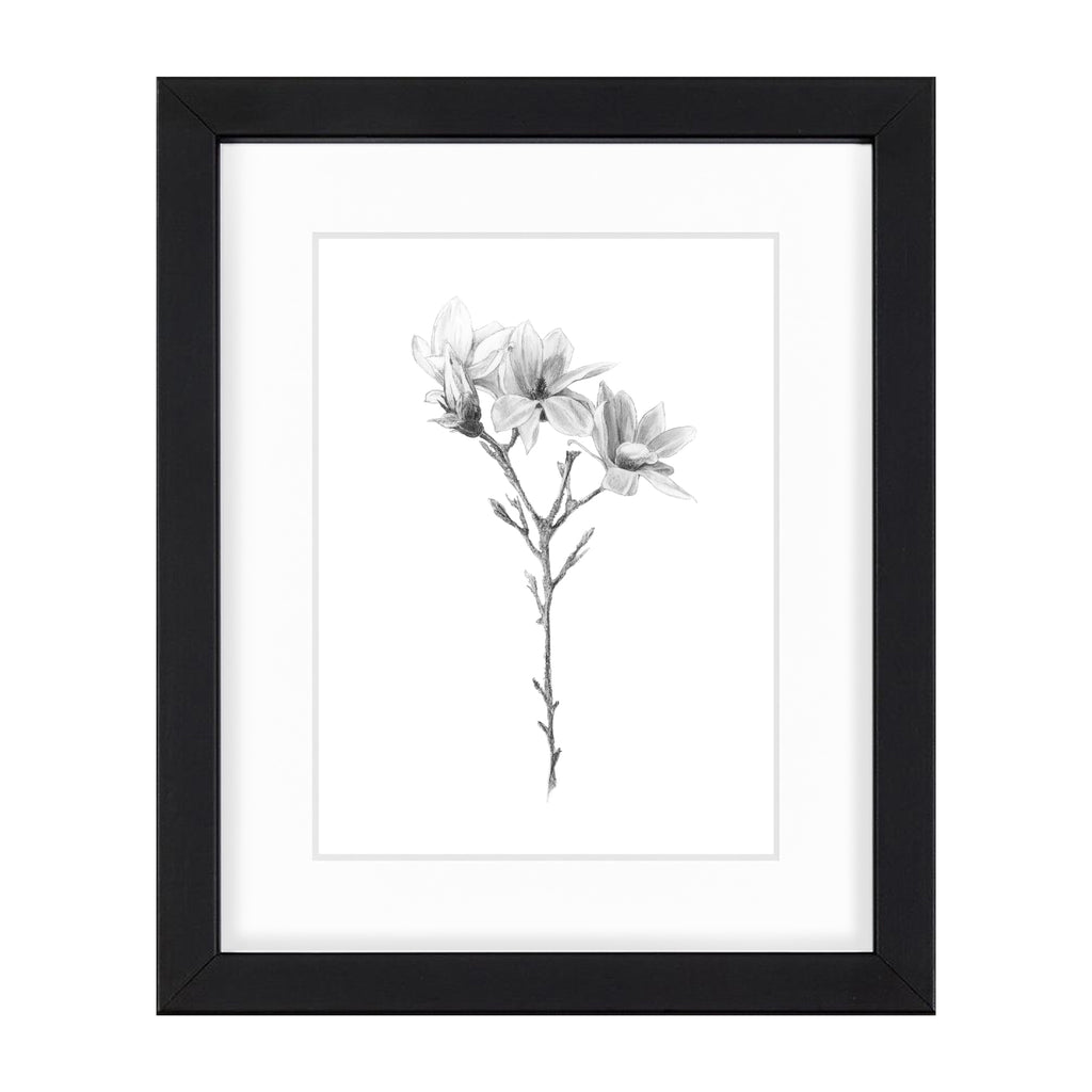 Magnolia