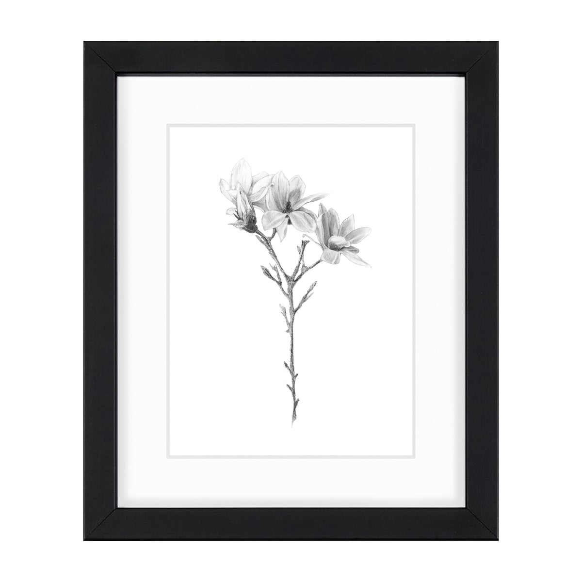Magnolia