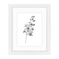 Orchid