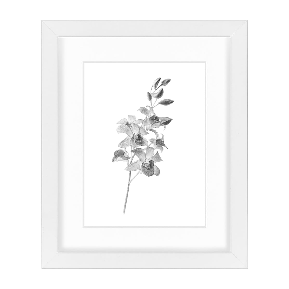 Orchid