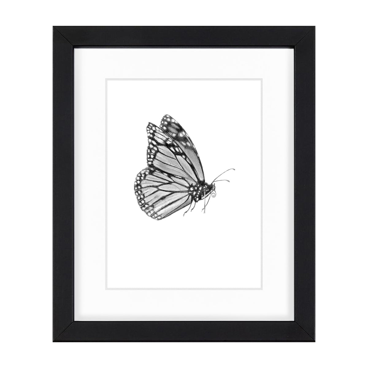 Monarch