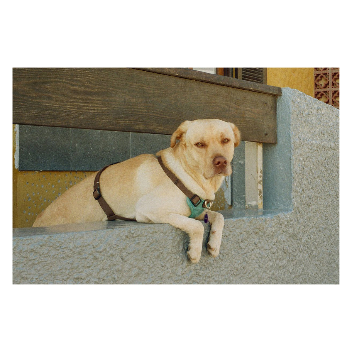 Kodak Portra 800