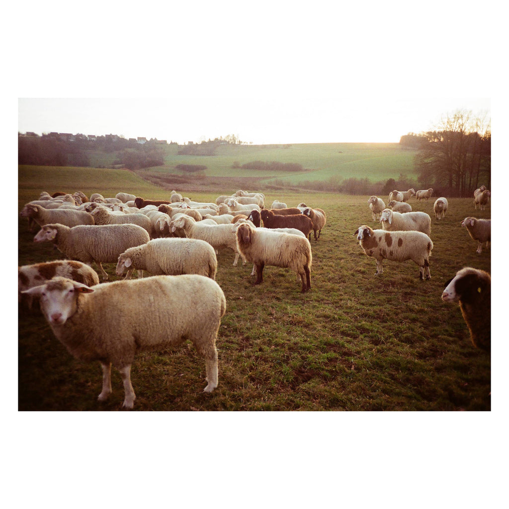 Kodak Gold 200 3-Pack (24exp)