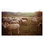 Kodak Gold 200 3-Pack (24exp)