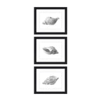 Conchology - x3 Set